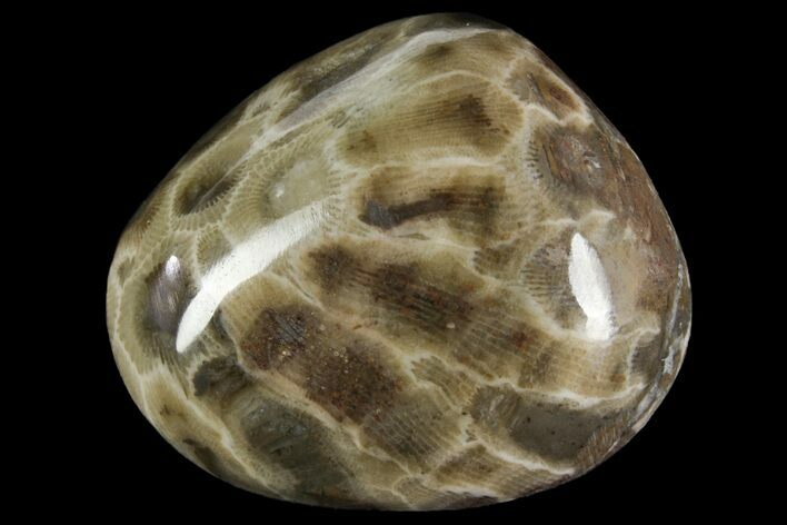Polished Petoskey Stone (Fossil Coral) - Michigan #156061